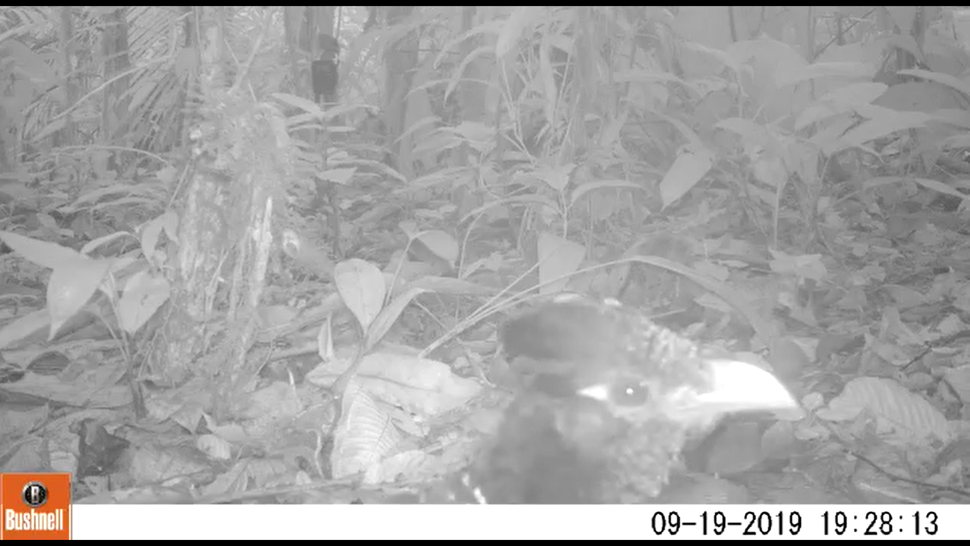 Nuevo proyecto del Cuco Hormiguero Bandeado